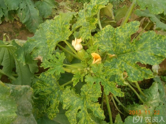 小晴说病害芹菜西葫芦病毒病