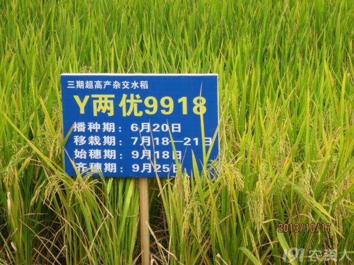 谷子与大家分享给y两优9918做的广告策划文案(烟后田专用)