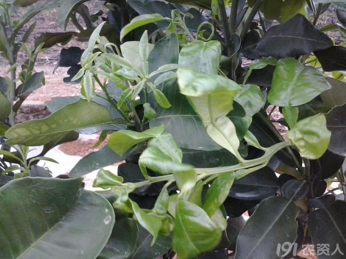 248_106352_7a0f59807d2e5b8.jpg?372