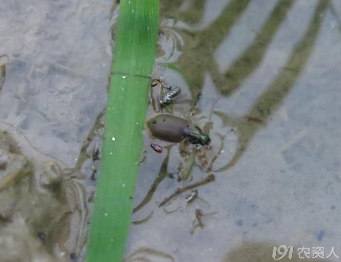 稻水象甲为害状