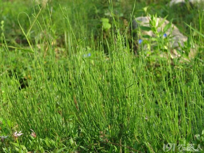 大豆田节节草如何用农药