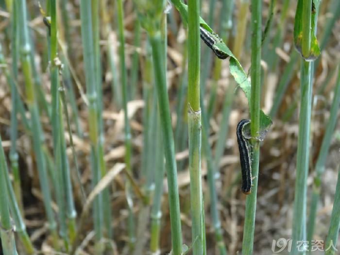洛阳新安县部分地块小麦被一代粘虫吃成光杆