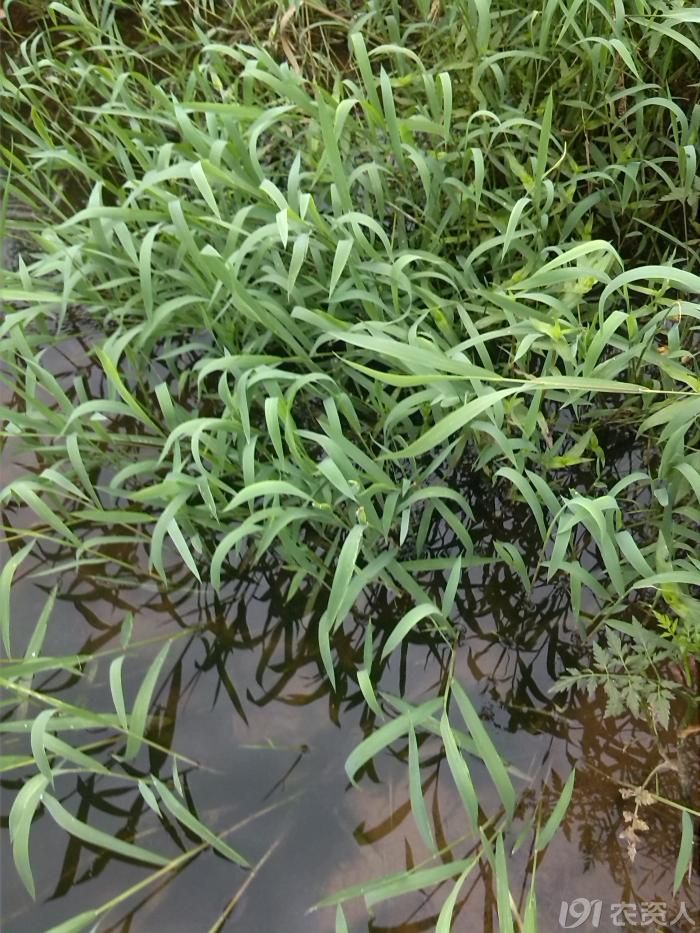 水稻田几种杂草求鉴定