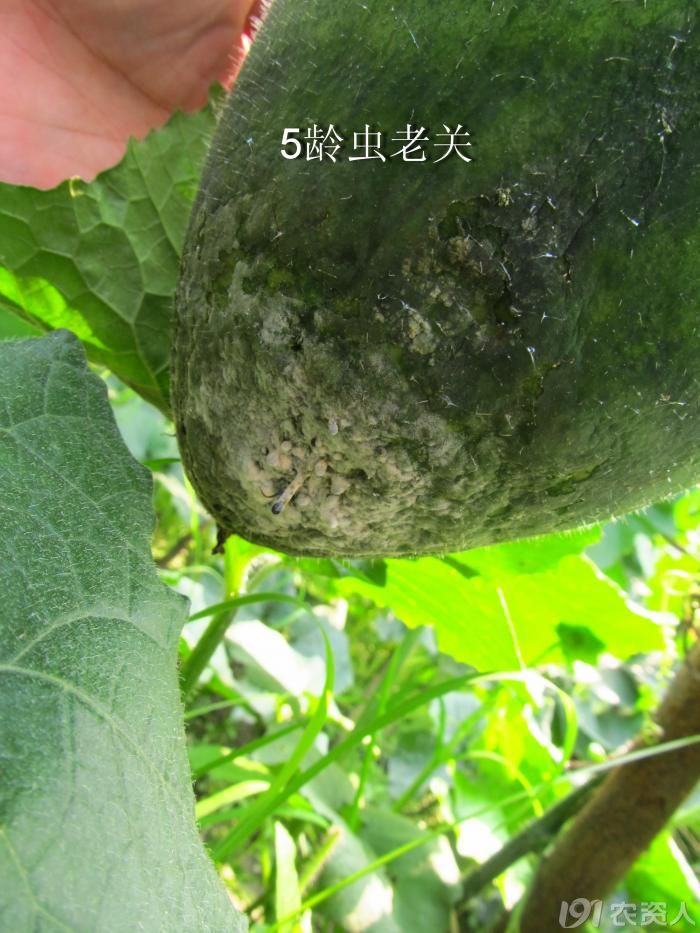 老关看图.,填补一下网络上的冬瓜病害图片--冬瓜疫病