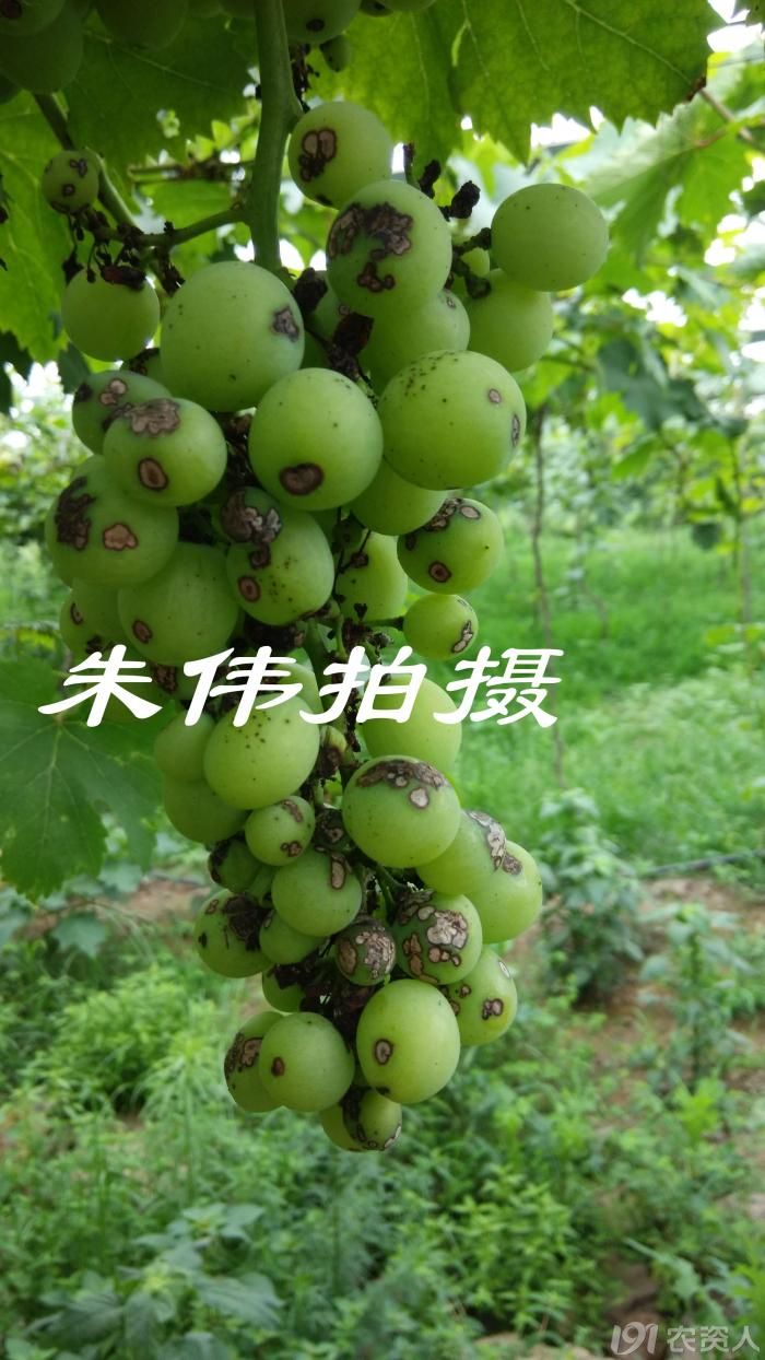 葡萄黑痘病的发生与防治方法(多组图片)