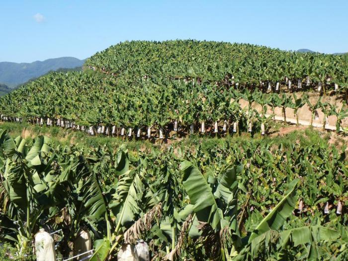 江城山地香蕉生产障碍分析及应对方案