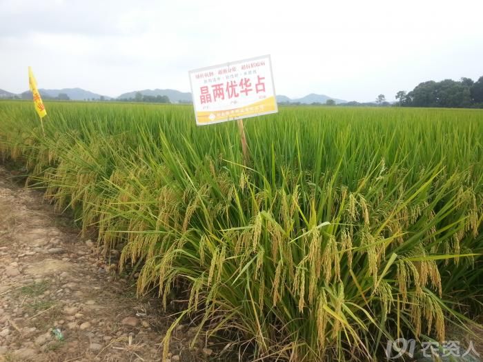 2014年晶两优华占大田表现呈现_种苗天地_191农资人 农技社区服务