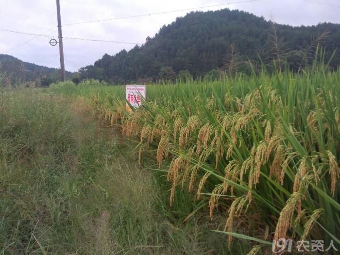 2014年晶两优华占大田表现呈现