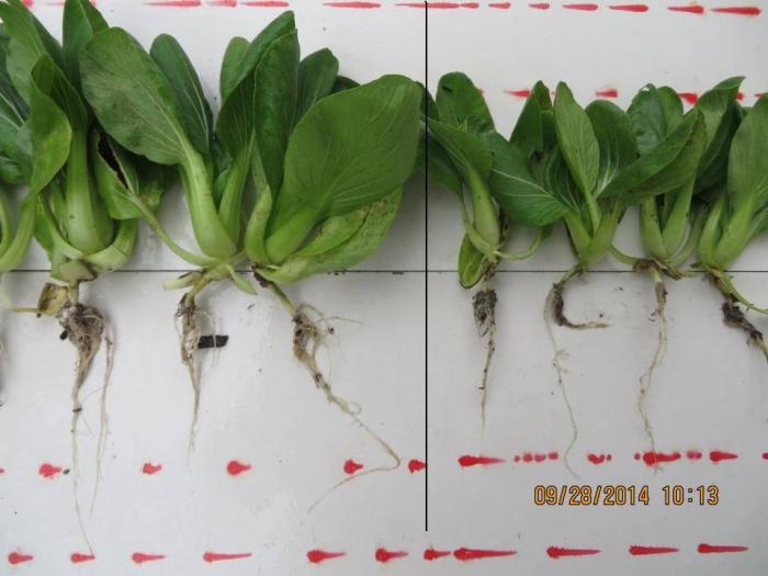 2014年善玉肥1号在小青菜上应用试验成功例