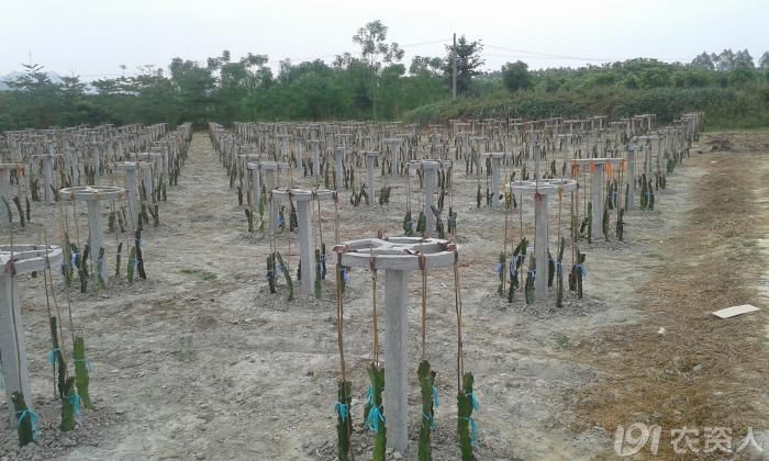 霸王花(剑花)种植的市场前景_植保技术_191农资人 - 农技社区服务平台
