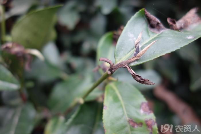 茶饼病中后期