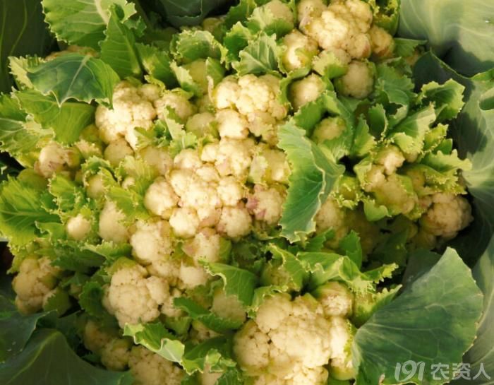 63_150713_3c2df2bdf8448a0.jpg?143