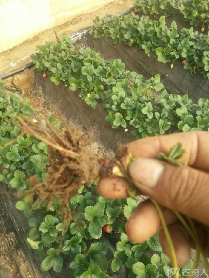 [经济作物]草莓根腐病防治技术