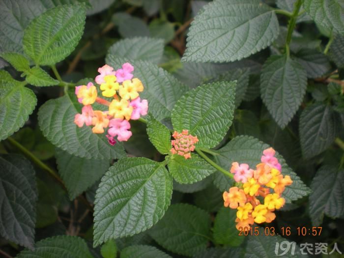 【萌】桂花和臭花