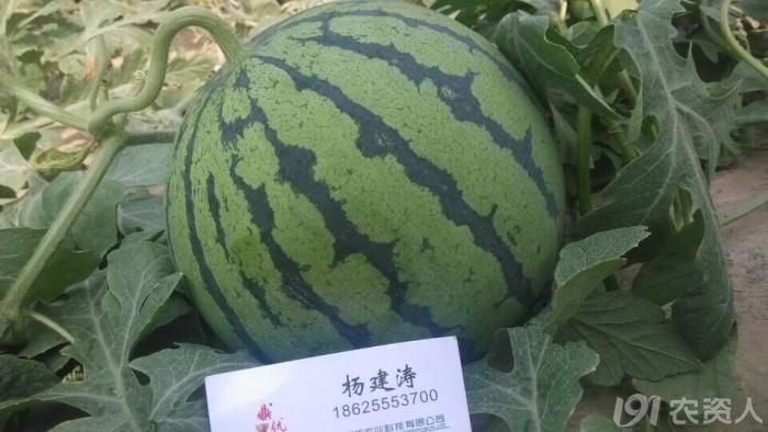 6_204634_e3072a982fe499e.jpg?81