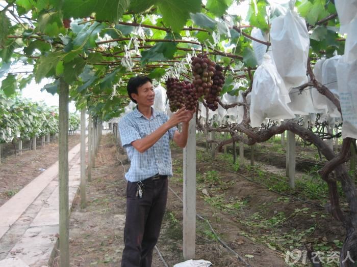 葡萄创业30年 人过半百花更红"葡萄大王 曹海忠的事迹