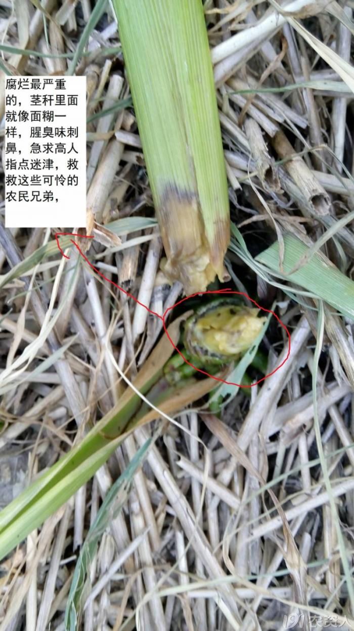 除草剂药害or玉米细菌性茎腐病?