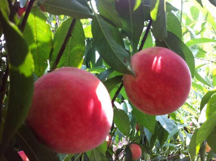 366_196274_6892ba3ff74eb5d.jpg?102