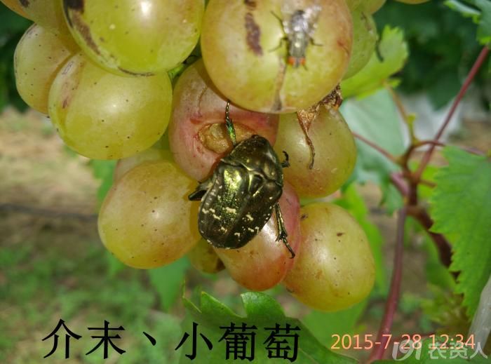 【介末说葡萄】—图文解析葡萄酸腐病