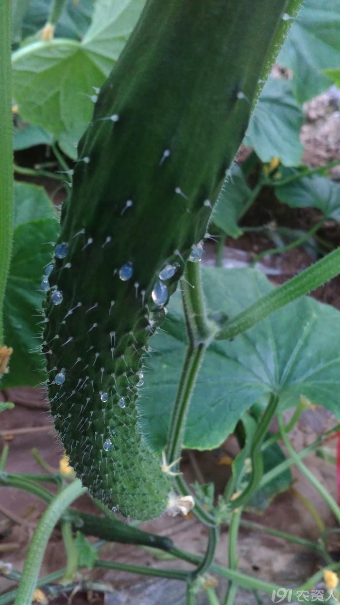温室黄瓜生理性流胶