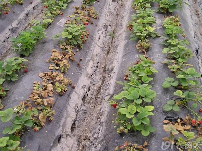 草莓连作造成大量植株死亡