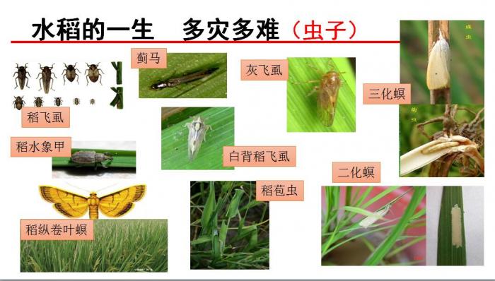 水稻产业及其一生管理技术