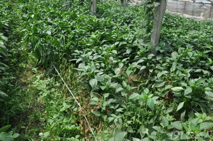 63_140670_48c2ddbdb86d56a.jpg?941