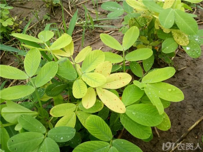 花生缺铁症状图谱_花生病虫害_花生信息中心_帮农