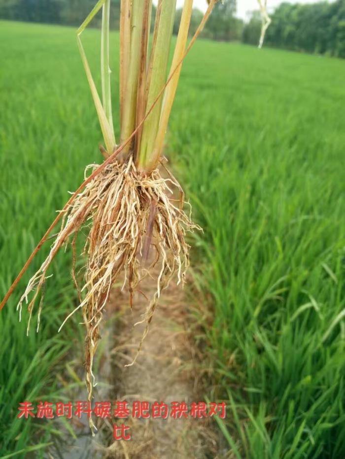 水稻用碳能生物菌肥效果对比