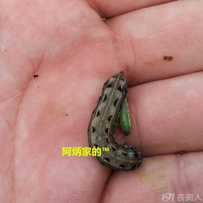 与"葱管虫"恶心相伴的那几天