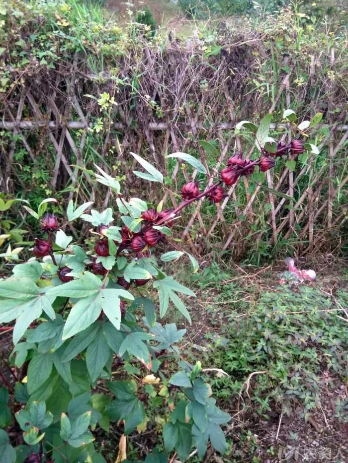 仔细询问过后,才知道这个是玫瑰茄,又叫红桃k,不是野生的,是人工种植