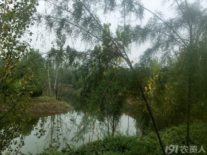 【种状元】柽柳花开如蓼烟