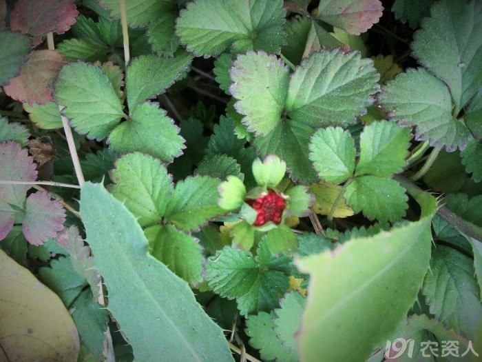 【知客】蛇莓(蔷薇科)