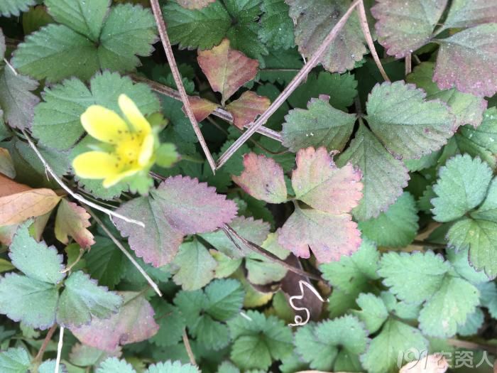 【知客】蛇莓(蔷薇科)