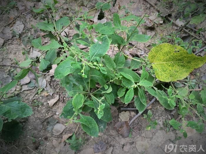 知客天名精菊科