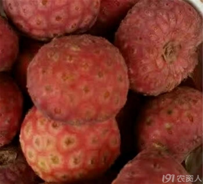 人间有味难忘鸡嗉子果