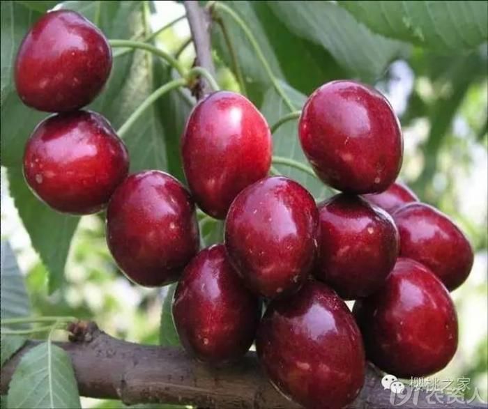 几个常见国外大樱桃品种介绍
