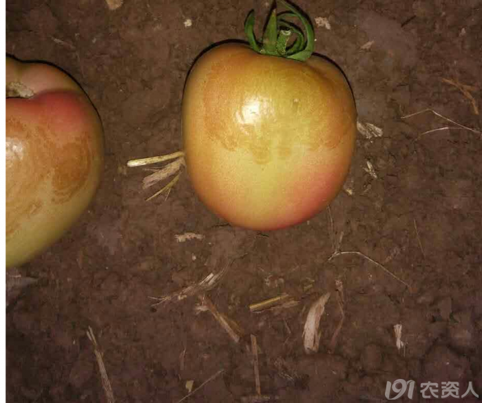 番茄全程管理方案——果实异常问题解析