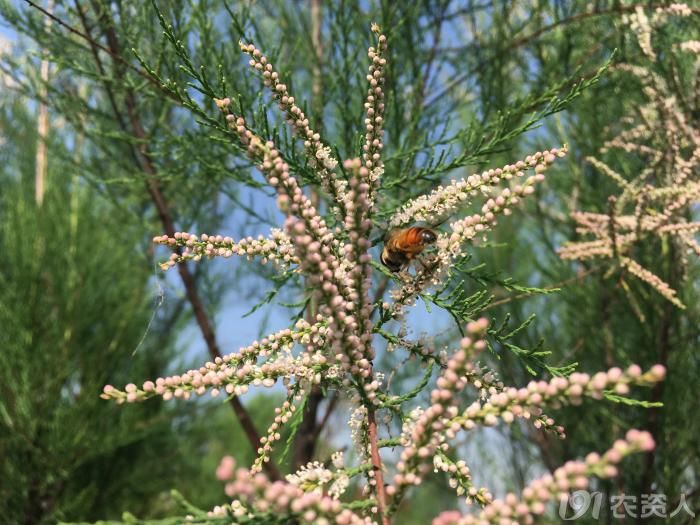 【寻找春天】柽柳又开花