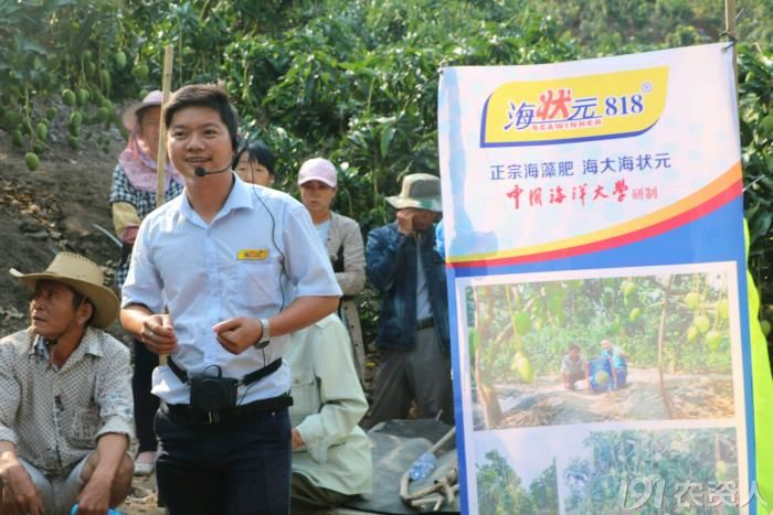 种植户掘金海南岛 靠海状元圆芒果梦