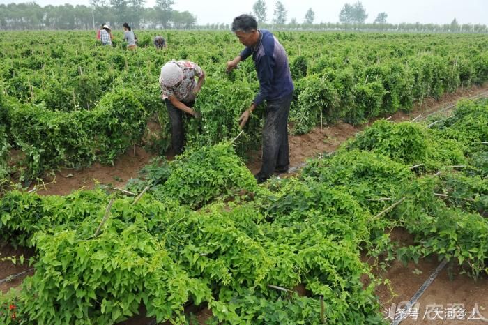 一场大风过后,山药种植户损失6万元欲哭无泪