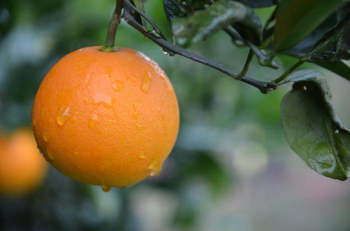 第三季中国好柑橘收官,汇集柑橘产业各路能手