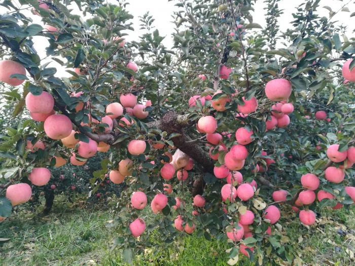 366_84888_9e9b20a91bcfaea.jpg?805