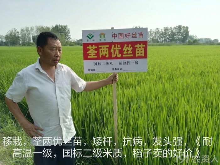 【荃银先锋】2018年"荃两优丝苗"各地大田表现——有你的家乡吗?