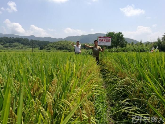 荃银先锋2018年荃两优丝苗各地大田表现有你的家乡吗
