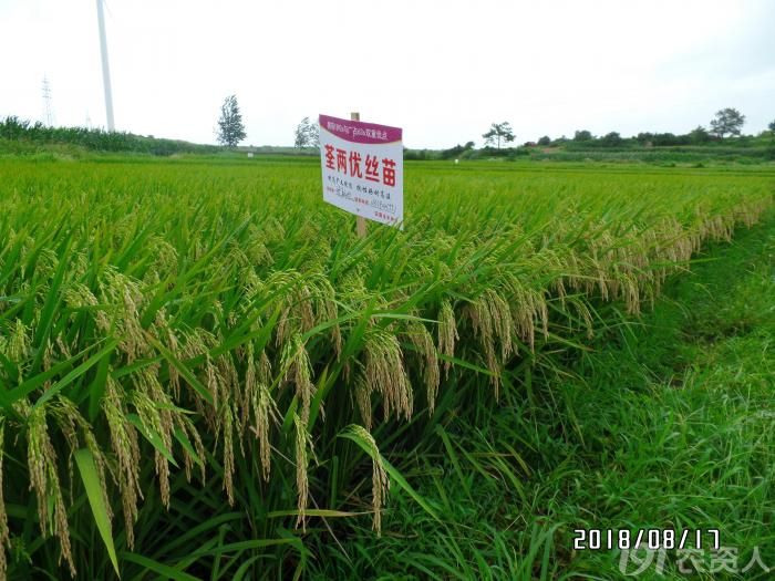 【荃银先锋】2018年"荃两优丝苗"各地大田表现——有你的家乡吗?