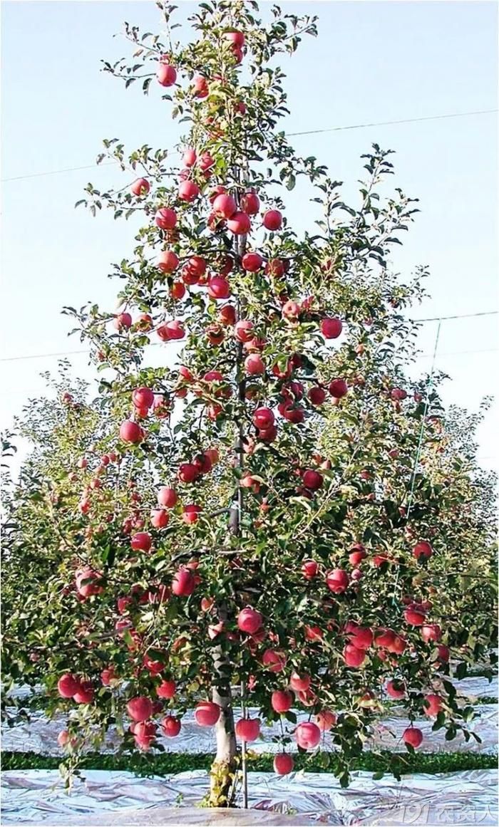 (2)高纺锤形苹果树