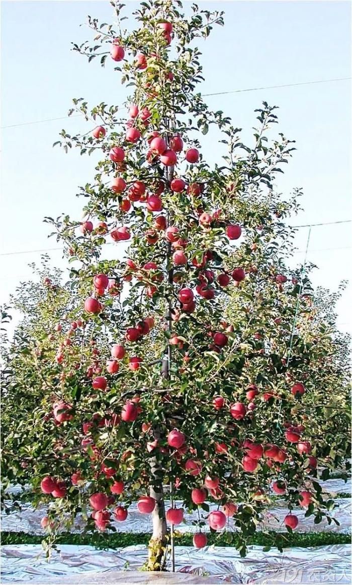 苹果常见树形及整形特点