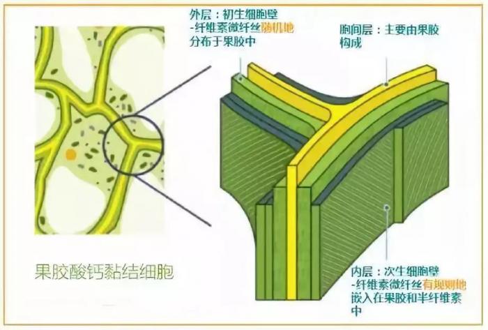 柑橘果皮结构 另外,钙元素还会影响根尖,茎尖分生组织的成长,影响