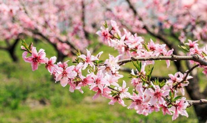 桃花红,李花白.